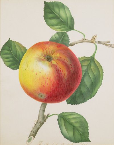 An Apple, ca 1835 (wc) av Elizabeth Jane Hill