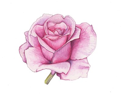 Rosa ros, 2012 (akvarell) av Elizabeth Rider