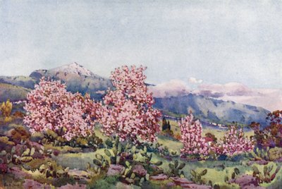 Almond Blossom, Valley of Orotava (färg litho) av Ella Du Cane