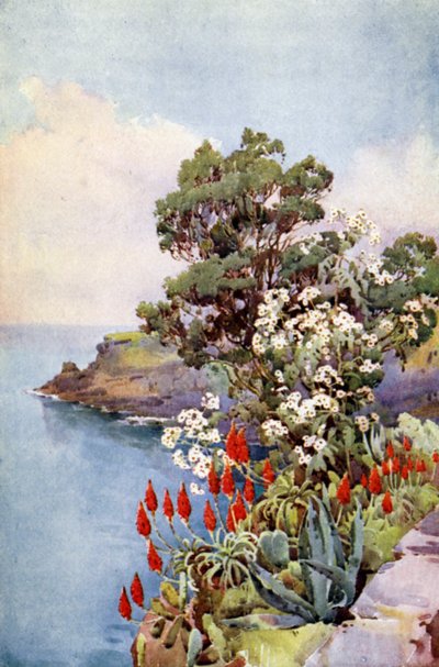 Aloe and Daisy Tree (färg litho) av Ella Du Cane
