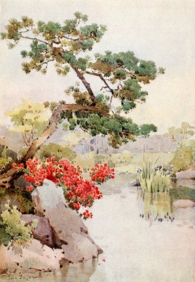 Azalea och tall (färg litho) av Ella Du Cane