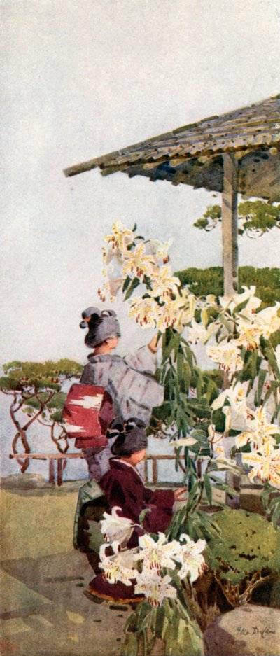 Golden Lily (färg litho) av Ella Du Cane