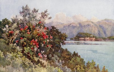 Rosor, Villa Carlotta, Comosjön (färg litho) av Ella Du Cane