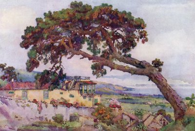 The Canary Pine (färg litho) av Ella Du Cane