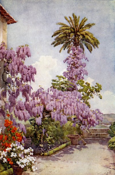 Wistaria, Quinta Da Levada (färg litho) av Ella Du Cane