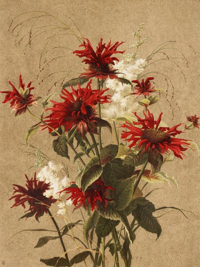 Balm och Spiraea Av Ellen Thayer Fisher av Ellen Thayer Fisher