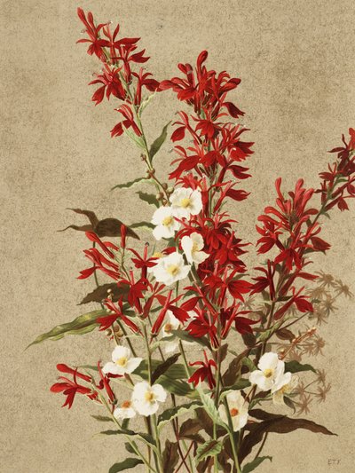 Kardinalblommor av Ellen Thayer Fisher