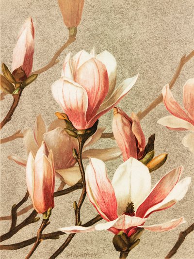 Magnolia av Ellen Thayer Fisher