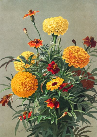 Ringblommor av Ellen Thayer Fisher