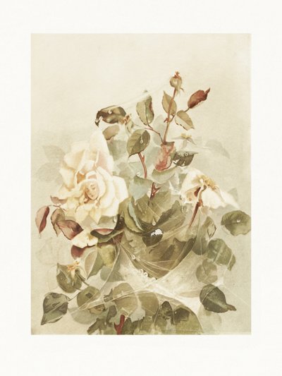 Rosa rosor i morgondagg av Ellen Thayer Fisher