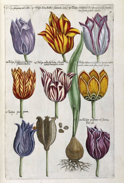 Diverse tulpaner, 1612-14 av Emanuel Sweert