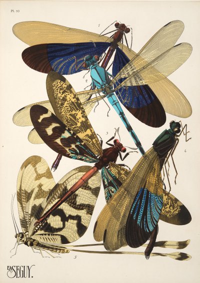 Tallrik 10 från Insectes, pub. 1930-tal (pochoirtryck) av Émile Allain Séguy