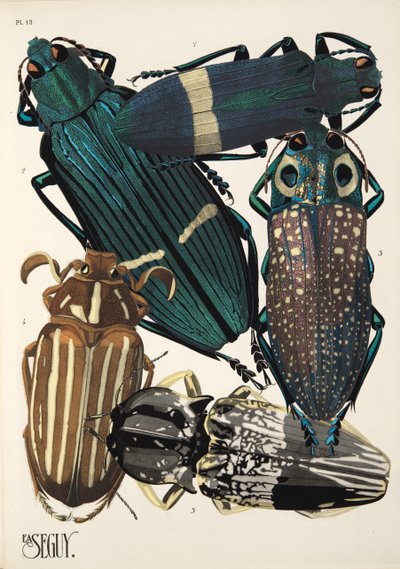 Tallrik 13 från Insectes, pub. 1930-tal (pochoirtryck) av Émile Allain Séguy