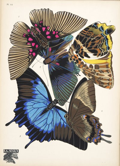 Tallrik 16, från Butterflies, pub. 1925 (stenciltryck) av Émile Allain Séguy
