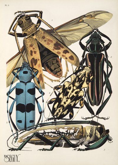 Tallrik 3 från Insectes, pub. 1930-tal (pochoirtryck) av Émile Allain Séguy