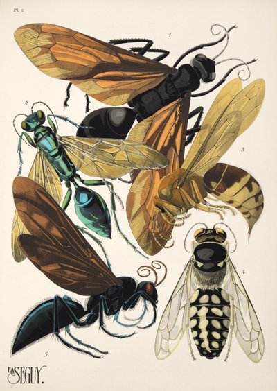 Tallrik 6 från Insectes, pub. 1930-tal (pochoirtryck) av Émile Allain Séguy