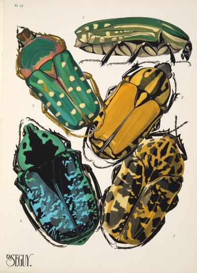 Tallrik 12 från Insectes, pub. 1930-tal (pochoirtryck) av Émile Allain Séguy