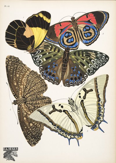 Tallrik 12, från Butterflies, pub. 1925 (stenciltryck) av Émile Allain Séguy