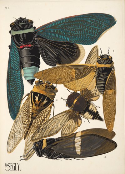 Tallrik 1 från Insectes, pub. 1930-tal (pochoirtryck) av Émile Allain Séguy