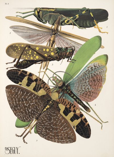 Tallrik 8 från Insectes, pub. 1930-tal (pochoirtryck) av Émile Allain Séguy