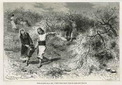 Samlingen av kitt, ett vitt harts av lentis, under sommarsäsongen, är grunden för tillverkningen av en anisbrännvin, teckning av Emile Bayard, för att illustrera historien "Chio Island" (Östra Turkiet), 1877, av Dr. A. Testevuide. Gravyr i Le av Emile Antoine Bayard