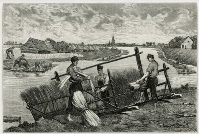 Rosten av lin (maceration för att underlätta separationen av barken från stammen) i Lys (floden norr om Frankrike och Belgien). Gravyr av Emile Claus, för att illustrera historien "" La Belgique"", av Camille Lemonnier (1844) -1913), författare och konstkr av Emile Claus