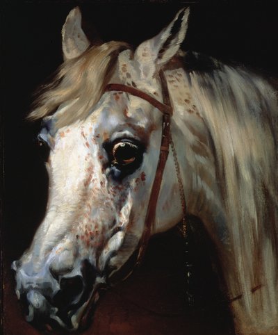 Huvud av en arabisk häst, ca 1840-50 (olja på duk) av Emile Jean Horace Vernet