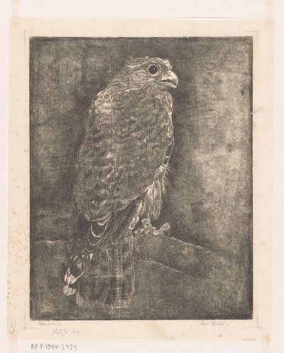 Falk på en gren av Emilius Wilhelmus Dehé (signed by artist)