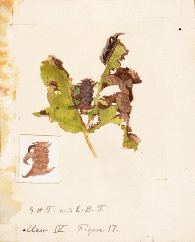 Crumpled Leaf Caterpillar, studiematerial till boken Concealing Coloration in the Animal Kingdom av Emma Beach Thayer