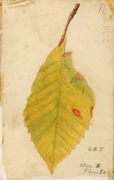 Skrynkliga och vissnade lövkant som härmar larv..., sent 1800-tidigt 1900-tal. av Emma Beach Thayer