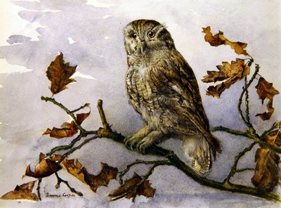 En uggla (akvarell på papper) av Emma Cooper