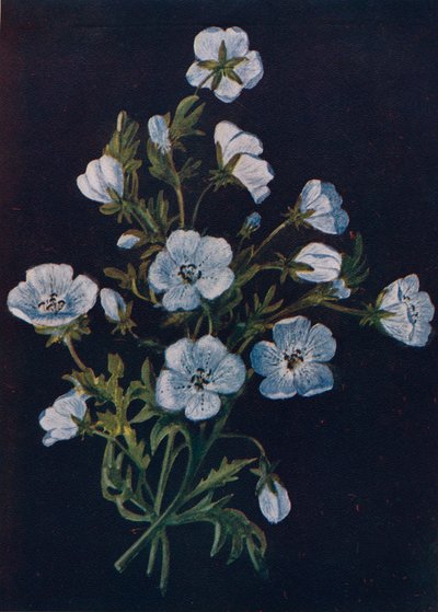 Baby-Blue-Eyes, c1915, 1915 av Emma Graham Clock