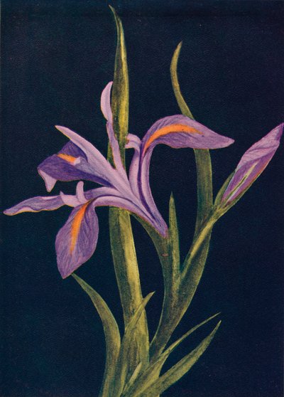 Ground Iris, c1915, 1915 av Emma Graham Clock