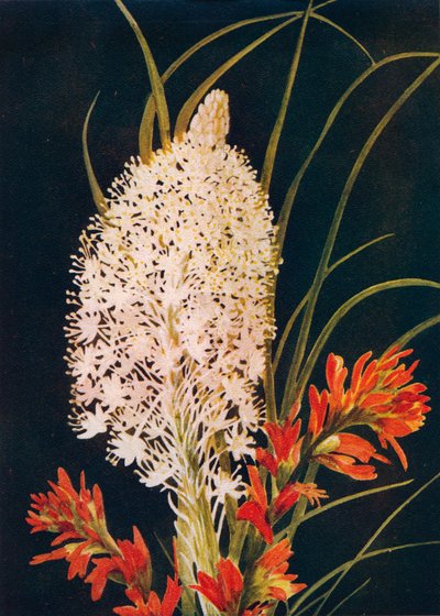 Squaw Grass and Scarlet Paint Brush, c1915, 1915 av Emma Graham Clock