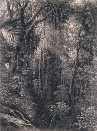 Utsikt över ravinen ovanför Apia, Upolu, Västra Samoa, 1877 (kol på papper) av Emma Sandys