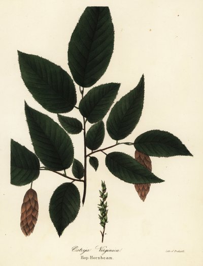 Amerikansk avenbok, Ostrya virginiana (Humle-avenbok, Ostrya virginica) av Endicott Endicott