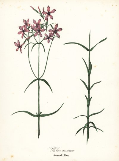 Tältflox, Phlox aristata av Endicott Endicott