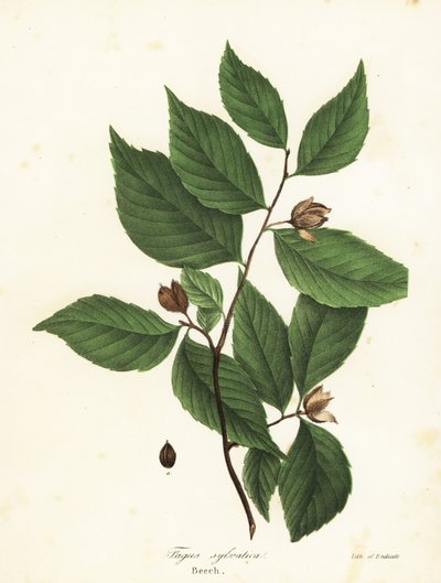 Bokträd, Fagus sylvatica av Endicott Endicott