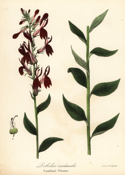 Kardinalblomma, Lobelia cardinalis av Endicott Endicott