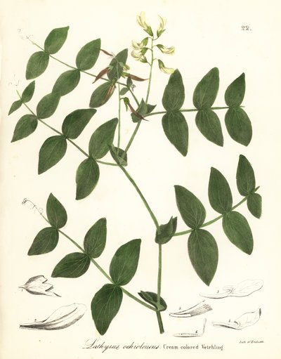 Gräddärta eller krämfärgad vicka, Lathyrus ochroleucus av Endicott Endicott