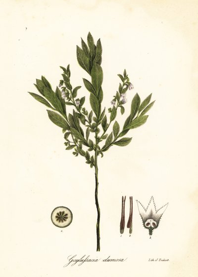 Dvärghuckleberry, bush huckleberry eller gopherberry, Gaylussacia dumosa av Endicott Endicott