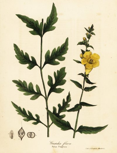 Falsk fingerborg, Aureolaria flava (Gerardia flava) av Endicott Endicott