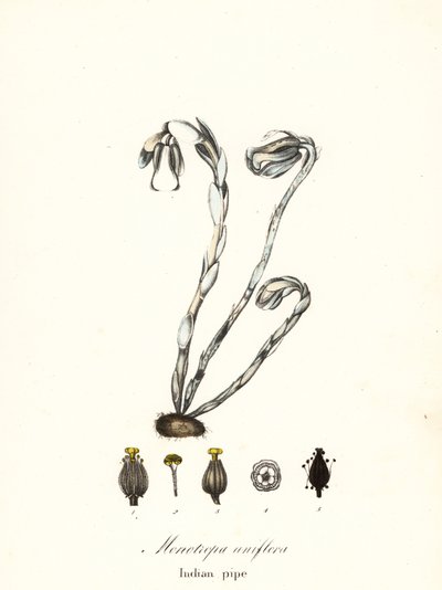 Spökväxt, spökpipa, indianpipa eller likväxt, Monotropa uniflora av Endicott Endicott