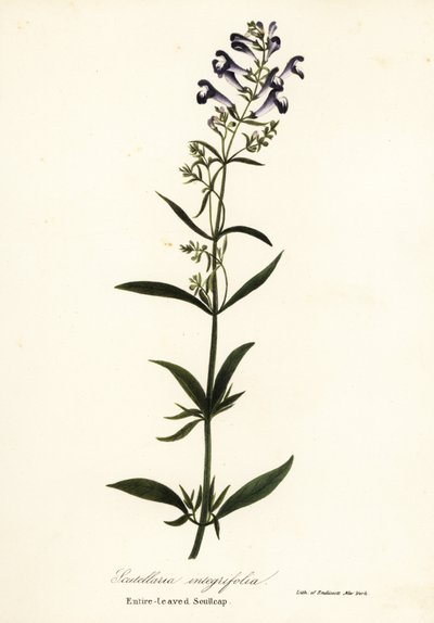 Hjälmblomma, hjälmkalott eller helbladig kalott, Scutellaria integrifolia av Endicott Endicott