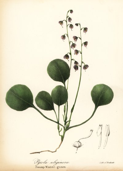 Liverblad vintergrön, myr vintergrön eller rosa vintergrön, Pyrola asarifolia (Träsk vintergrön, Pyrola uliginosa) av Endicott Endicott
