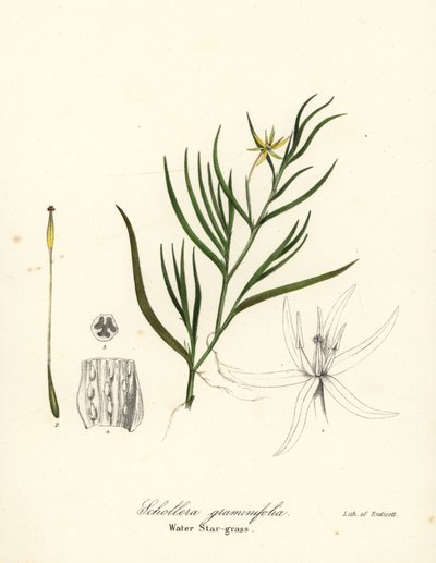 Mudplantain eller vattenhyacint, Heteranthera dubia (vattenstjärngräs, Schollera graminifolia) av Endicott Endicott