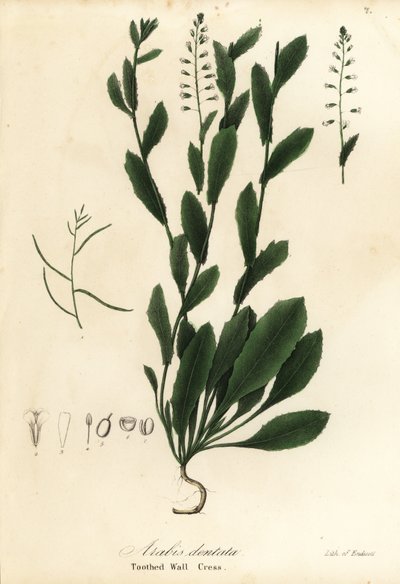 Murbeckiella pinnatifida (tandad väggkrasse, Arabis dentata) av Endicott Endicott