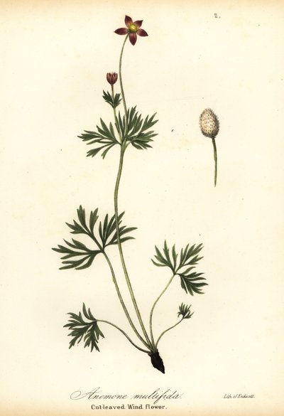 Stillahavsanemon eller skuren vindblomma, Anemone multifida av Endicott Endicott