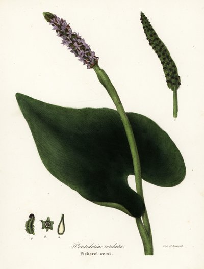 Pickerel ogräs, Pontederia cordata av Endicott Endicott