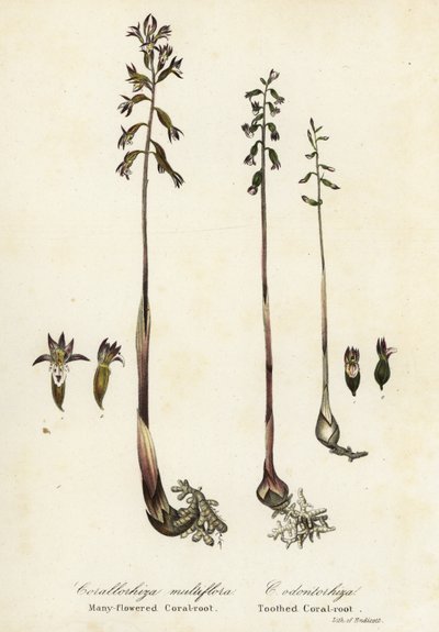 Fläckig korallrot, Corallorhiza maculata och fallkorallrot, Corallorhiza odontorhiza (mångablommig korallrot, Corallorhiza multiflora och tandkorallrot, C av Endicott Endicott